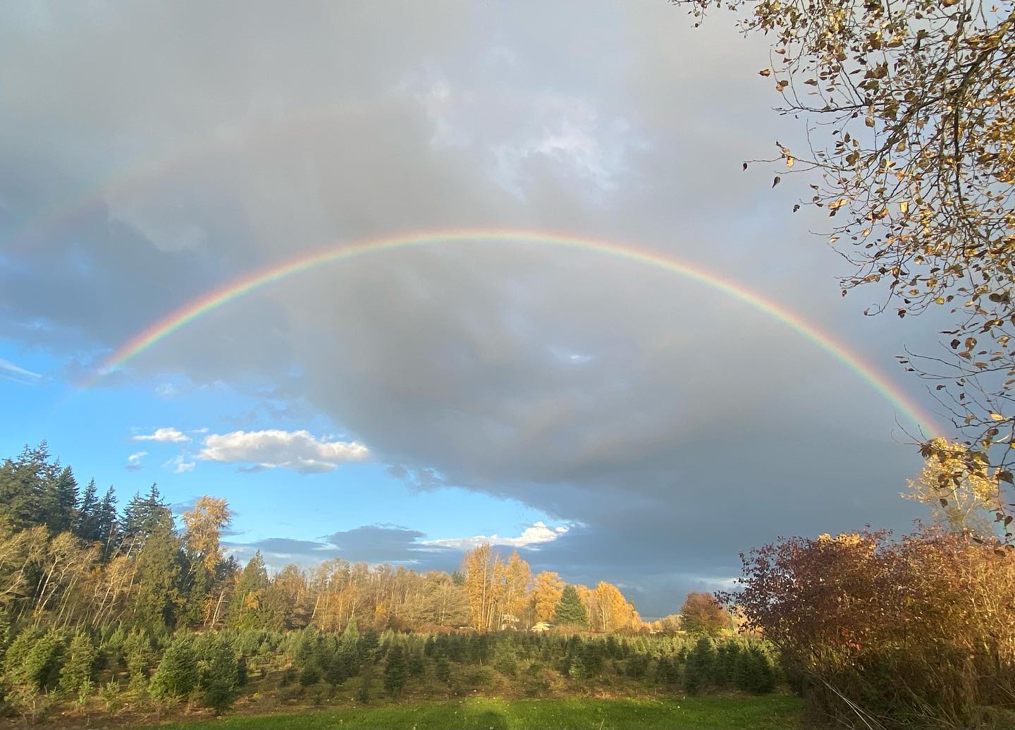 It turns out, the gold at the end of the rainbow was a tree.