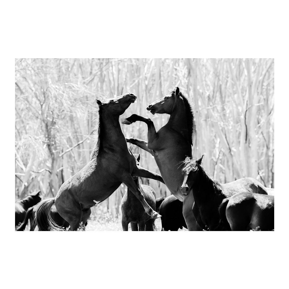 Watching Brumbies play around in the NSW high plains is amazing to see! I can’t wait to go back and spend more time there. 🐴
#australia #fujifilmgfx100s #fujifilm #australiagram #snowymountains #naturelovers #snowymountainsnsw #ulurukatatjutanationalpark #australiangeographic #nsw #nswaustralia #brumbies #highplains #seeaustralia #discoveraustralia #getoutstayout #horses #highcountry #landscape #landscapehunter #visitnsw #country @fujifilmx_au @travelaustralia @australia @visitnsw @explorensw_au @horse.addicts__