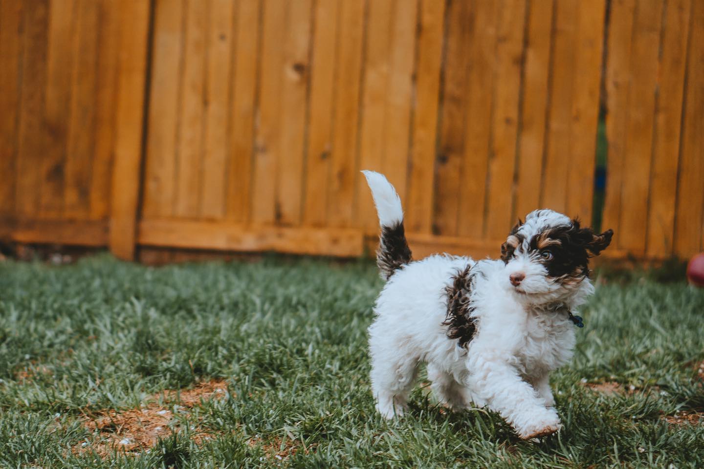 Okay, back to animals! Since no one seems to like jellyfish, I’ll throw you a bone with a puppy photo #bernedoodle #bernedoodlepuppy #dog #dogportrait #petportrait