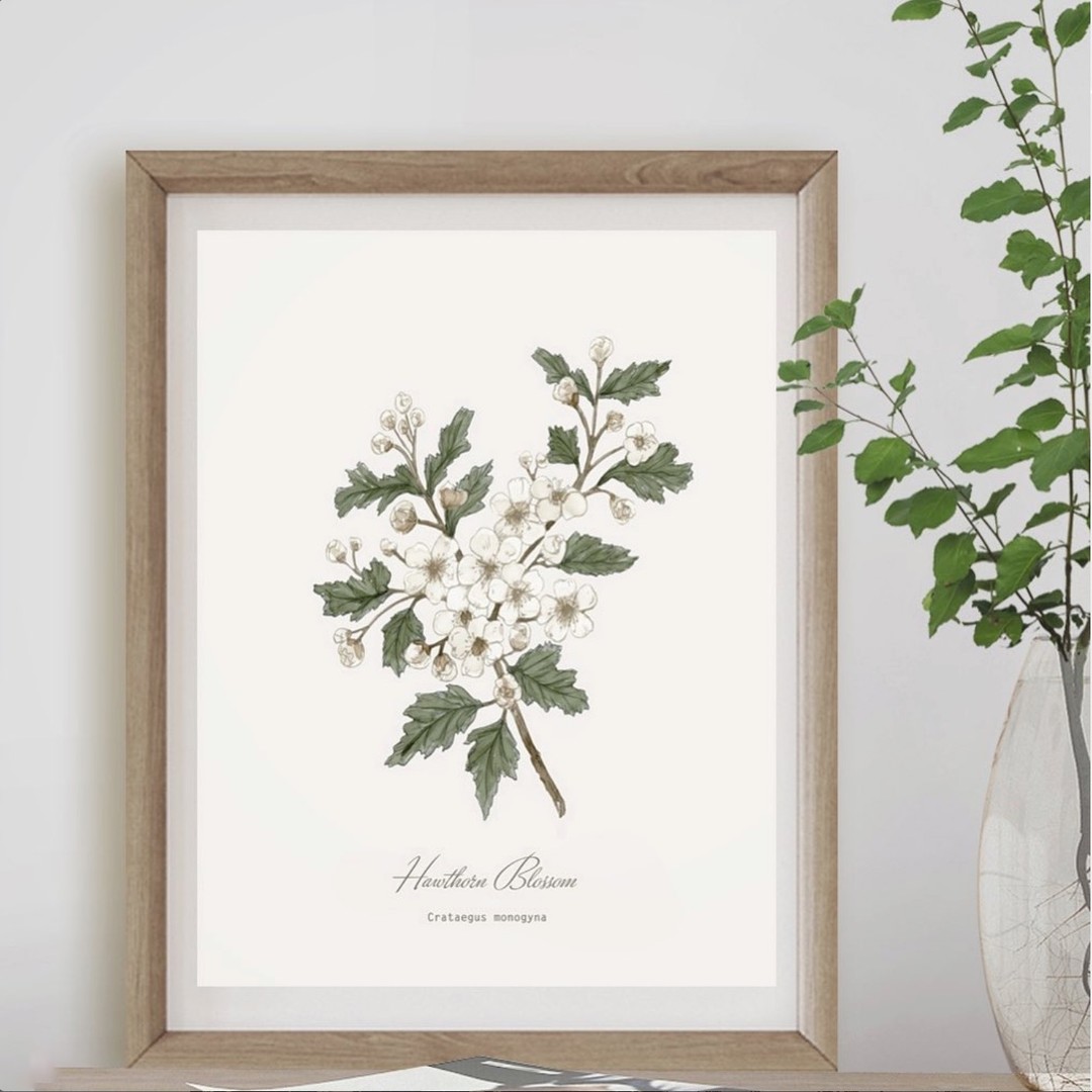 On this week of Beltane a Hawthorn Blossom watercolour print for May Day.
Hawthorn Blossom is the symbol of this Month and of the emergence of the bright light of summer here in the northern hemisphere.
#beltane #beltaineblessings #mayday #hawthorn #blossomprint #plantknowledge #hackneyandcodesign #botanicaldecor #paganfestival #floralprint #hawthorn #botanicalinspo #neutraldecor