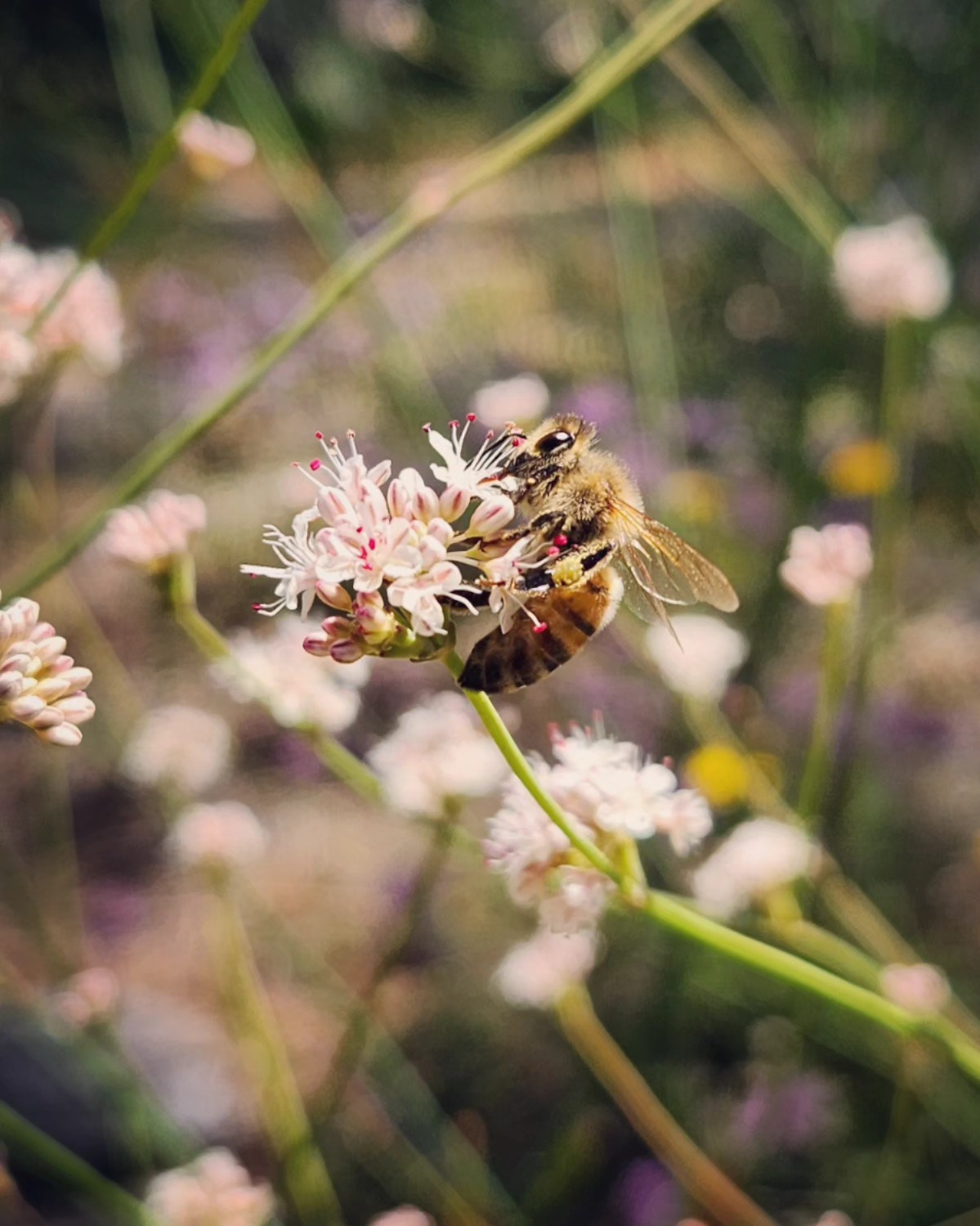 Welcoming these beautiful (and smoke free) summer days ✨ Eriogonum nudum making a spectacular display 🐝