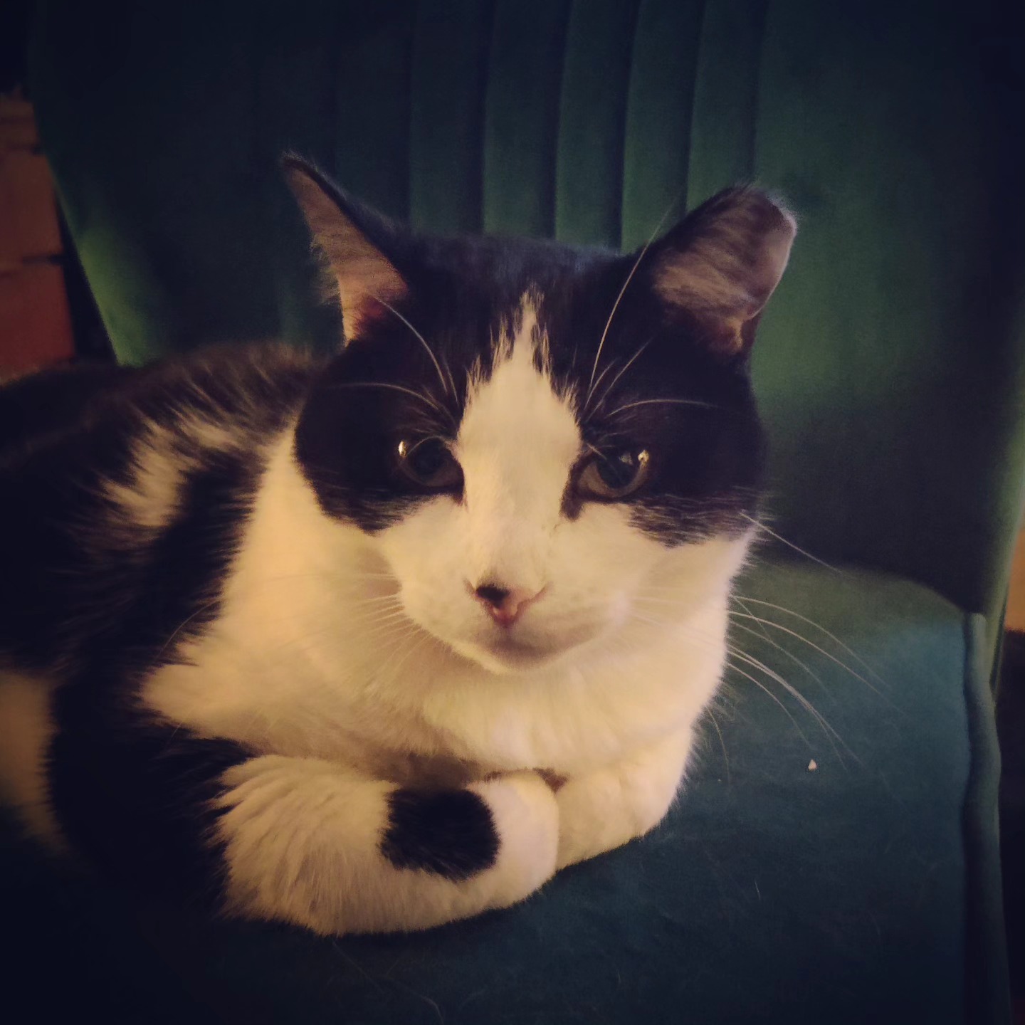Blossom's "About the Author" pose.