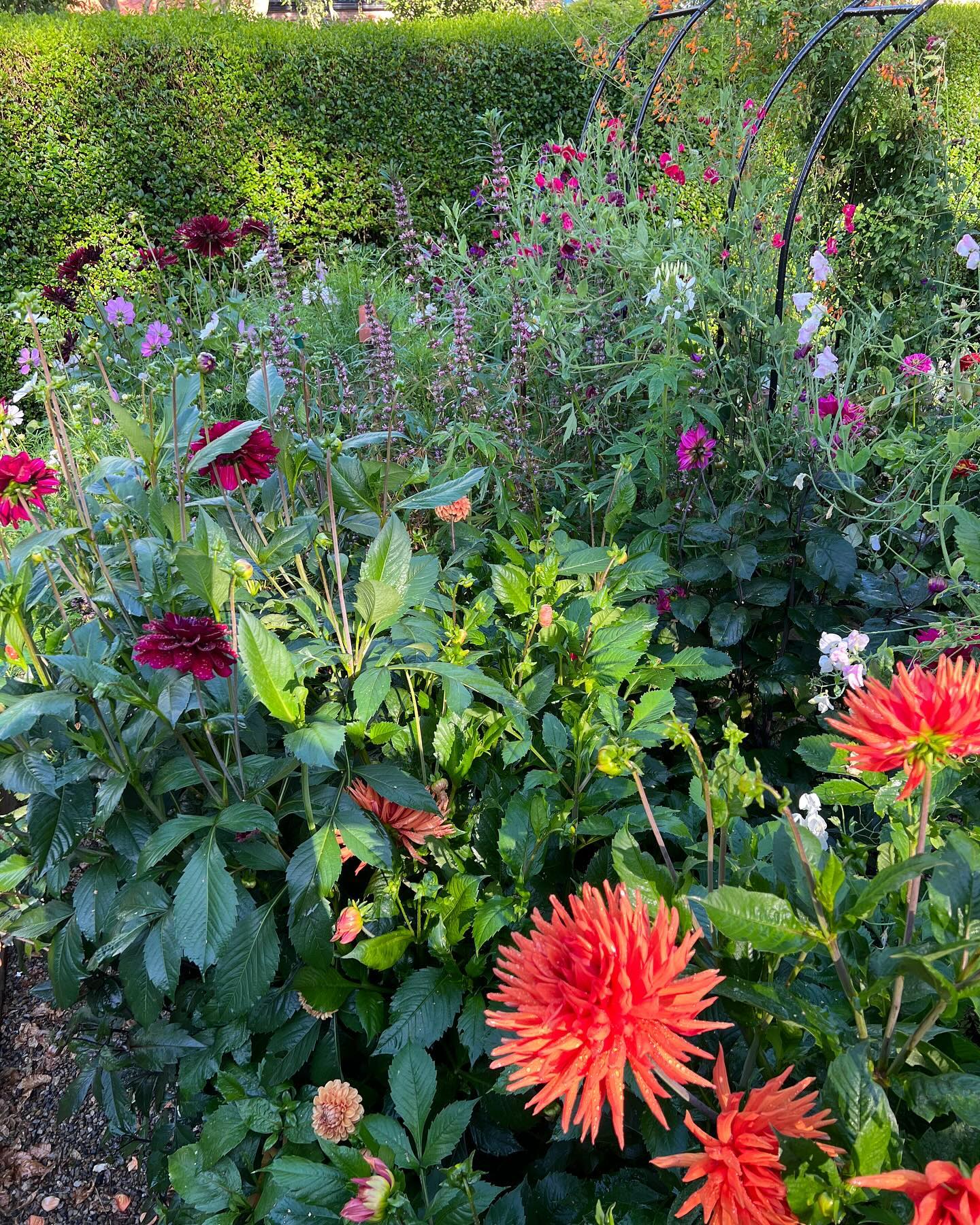 Dreaming of all things floral during the darker winter months? Our first two workshops for this year are open for bookings now. Saturday 5th April ‘learn how to create your own cut flower patch’ then Saturday 7th June ‘What to do now in your garden’ More details on our website and 10% off when both workshops are booked. We look forward to having you with us! #northyorkshire #learnhowtogarden #cutflowerpatch https://www.abrightprospect.co.uk/workshops