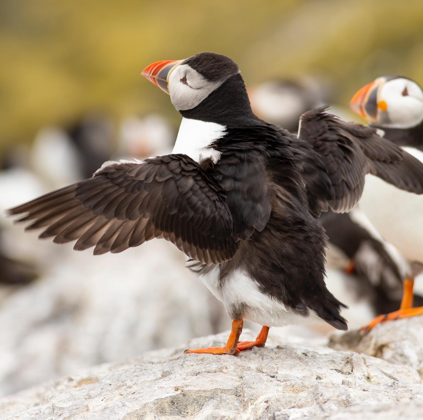 Puffins always make fantastic photographic subjects! They have bags of character, the colours and shades are perfect, and they are just delightful!
Some might go as far as….. CUTE!!
#puffin #photo #photography #birdphotography
@puffin_lover_world @puffinsgram @puffin_preservation
