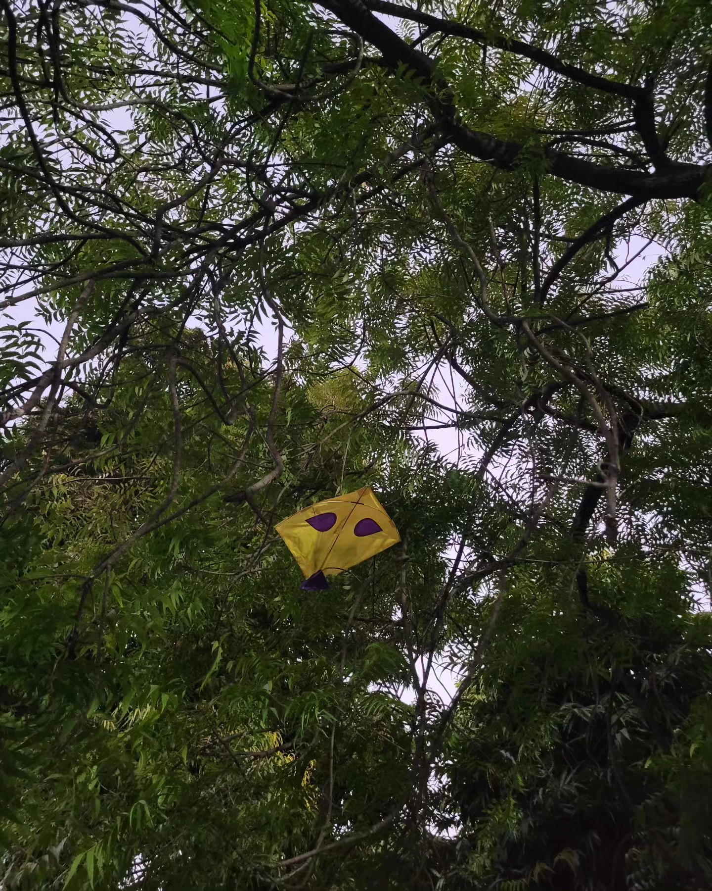 Resting before she could fly again 🪁
#queridazindagi