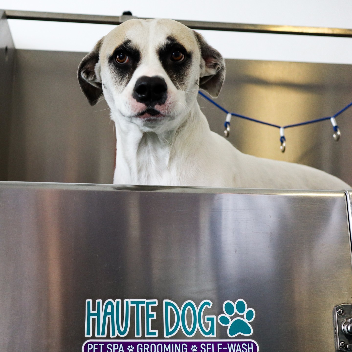 Haute Dog Pet Spa uses all organic tear-free shampoos, conditioners and treatments for your fur babies!! Our bathing system infuses oxygen, shampoo, conditioner and warm water for the ultimate relaxing bath!
