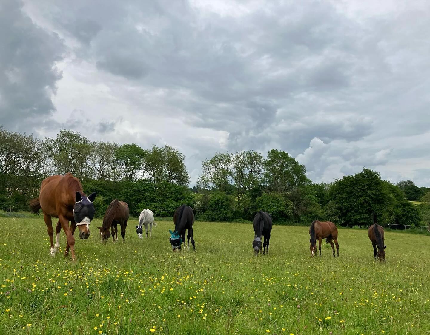 🎭Not all hero’s wear masks🎭 #summerholidays #thomassymondsracing #teamsymonds #herefordshire #redmillshorsefeeds #gundoggin 📸 @amyyylou90