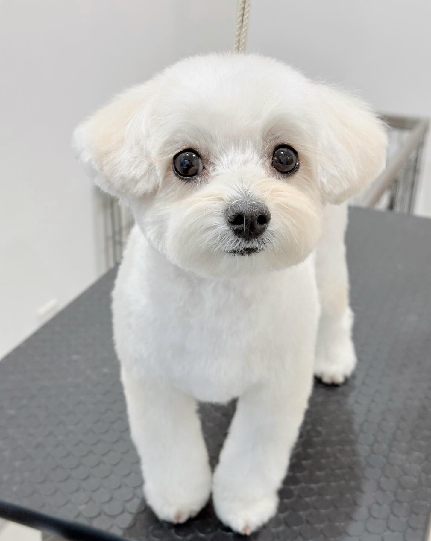 .
マルプーのまるちゃん◎
きゅるきゅる瞳に吸い込まれそう…🥹
カメラ向けると、ちゃんとポーズ決めてくれるアイドル基質🎀🫶🏻
またのご来店お待ちしております😊
#ドッグサロンイガラシ #DOGSALONIGARASHI #足立区トリミング #北千住トリミング
#足立区ドッグサロン #北千住ドッグサロン #足立区ペットサロン #北千住ペットサロン
#犬の美容室
#わんこビフォーアフター
#マルプー#アイドル犬