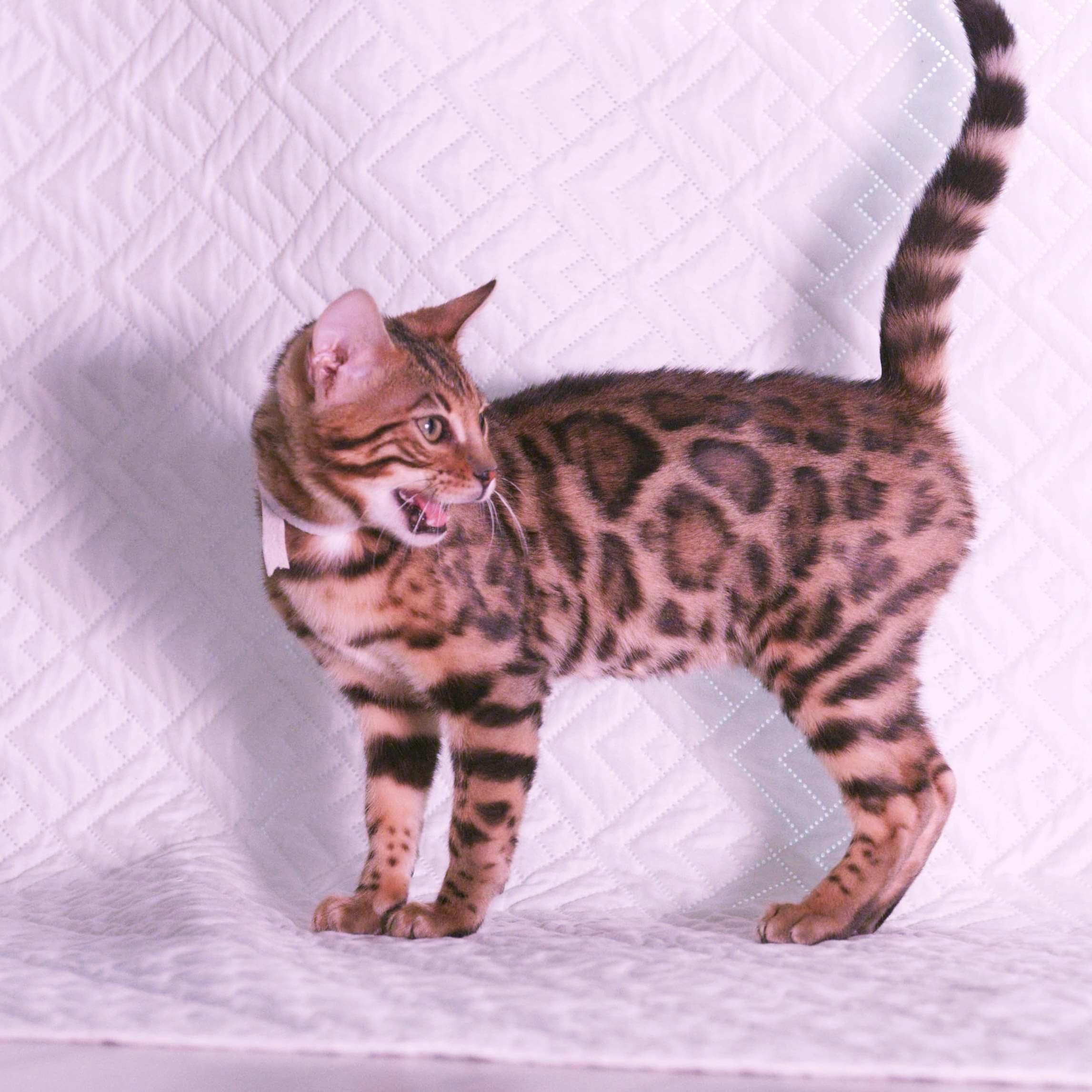 Notre beau mâle sera prêt à quitter pour le 28 février 😘
#brownspottedtabby#leranchdubengal#bengal#catlover#catoftheday