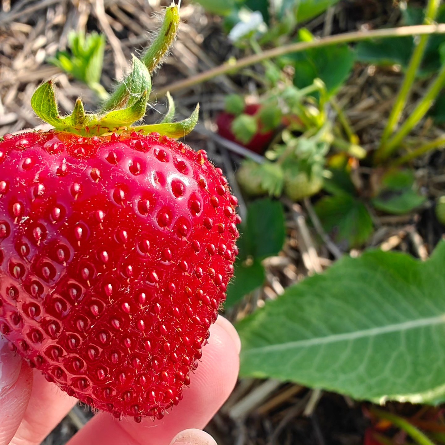 It's been Hot ๐ฅ HOt ๐ฅ HOT!! ๐ฅต In the berry ๐ patch this week. The good news is we're out picking right now, so you don't have too!
๐ฐ๐Strawberry pints and flats are available today. ๐ฐ๐
$6 quart
$45 per flat (8 quarts)
Message or order on the website (wee.thefarmatfirchfield.com) to secure your sweet quarts of happiness before they're all gone!
โ ๏ธMust be picked up today. โ ๏ธ Orders will be filled in the order they are received. Please message or order through the website to confirm we have berries for you. We are located right in the middle of Sandusky, Peck, and Marlette.
#michiganstrawberries #tastytasty #lovestrawberries #sanilaccounty #thumbofmichigan