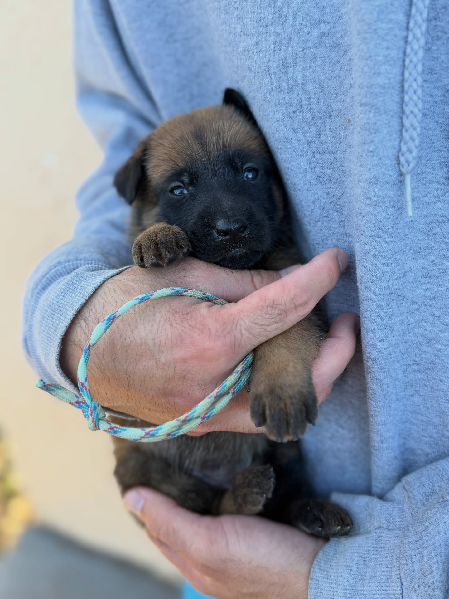 Babies are 3 weeks old!
AKC DNA has been sent out, we are starting on some raw food, and adding new things to the whelping box. Lots of barking and growling coming from these guys. Loudest litter so far and lots of bitey face going on
Still accepting inquiries
•
•
#belgianshepherd #belgianmalinois #malinois #sportdog #workingdog