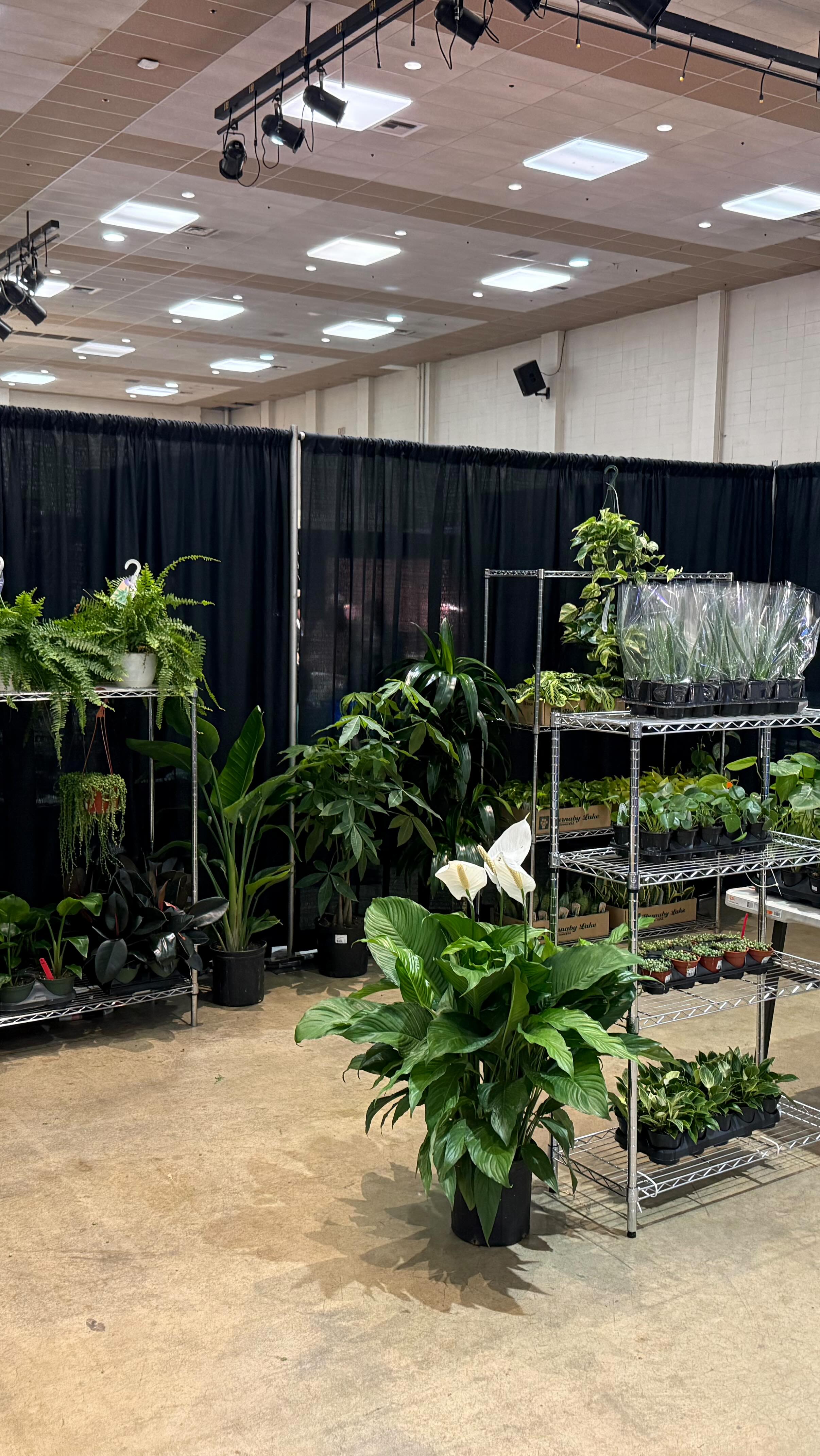 We are all set up here at the Tacoma home and garden show. Stop in by to say hi near booth 2317
#booshnursery #indoorjungle #tacomahomeandgardenshow #plantconpopup #houseplant