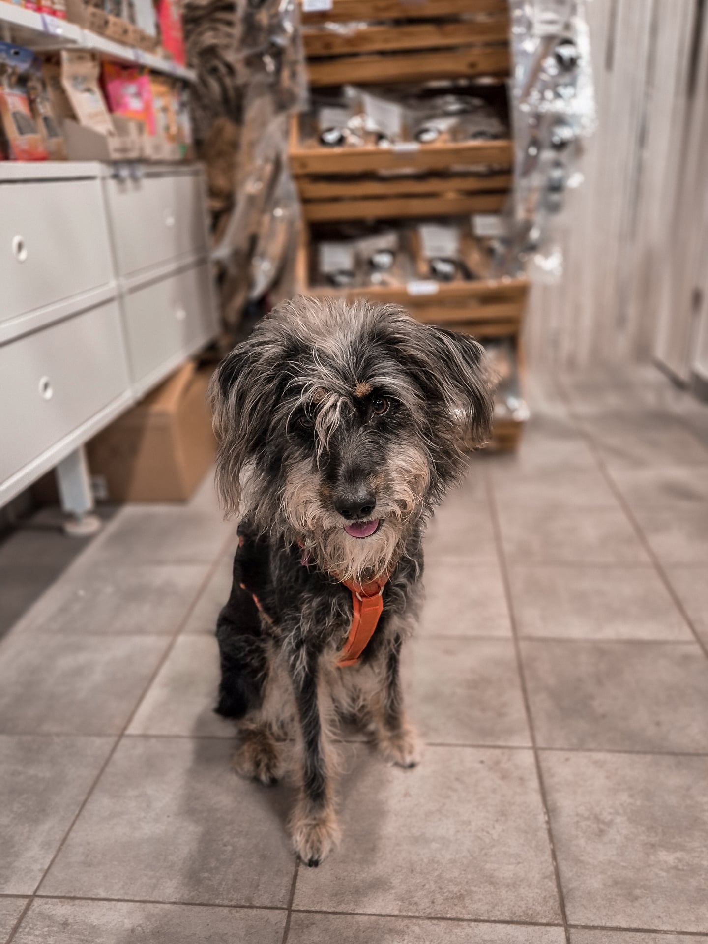 Sophie hat gestern ein neues AnnyX Geschirr in der neuen Farbe Ahorn bekommen 😍
Man glaubt es kaum aber Sophie trägt Größe S 😊 wir empfehlen generell immer die Geschirre vor Ort anzuprobieren wenn man sich mit der Größe unsicher ist ❤️
#annyx #annyxgeschirr