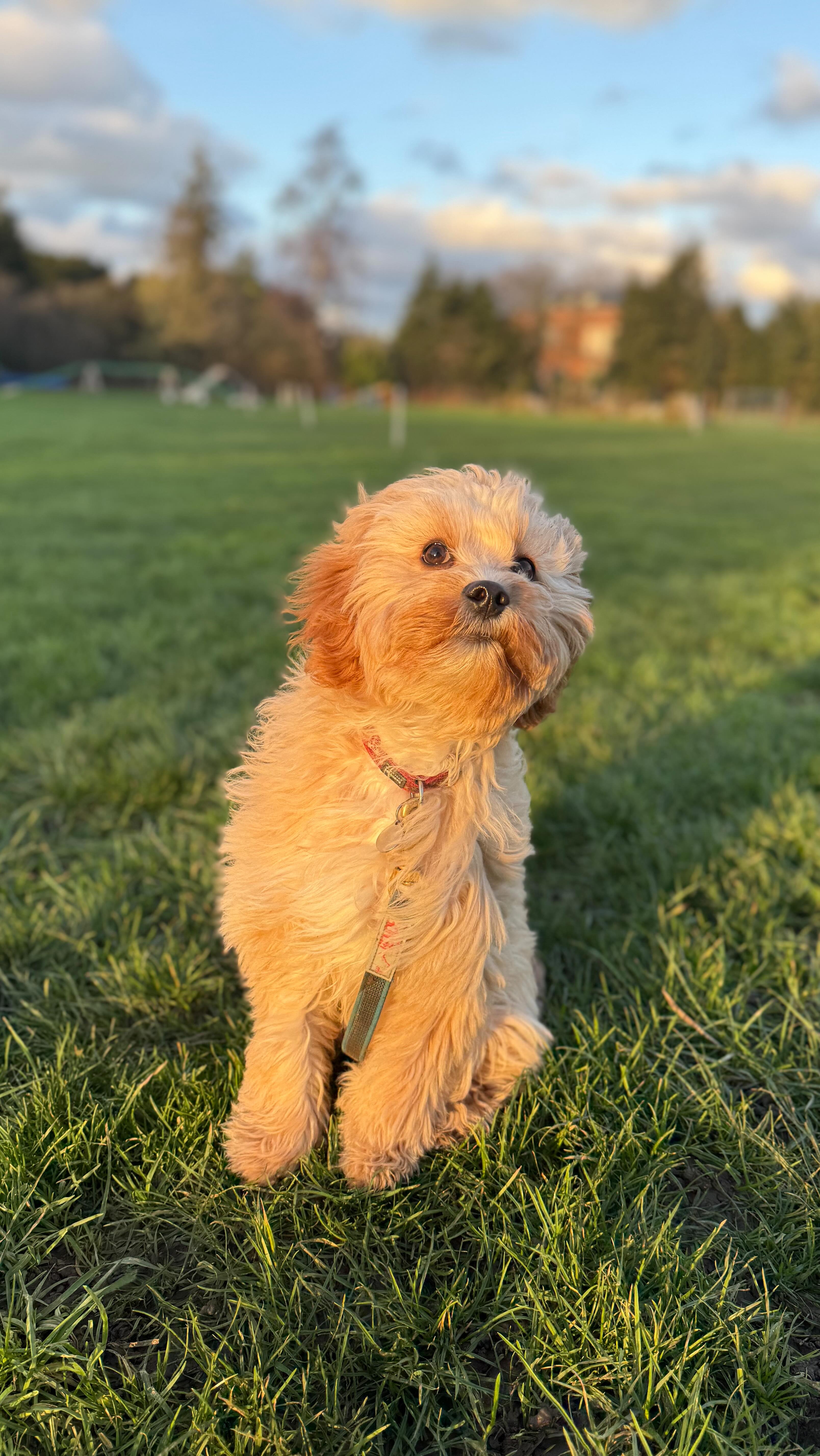Want to know my number 1 piece of puppy training advice?
Keep it fun, but keep it simple!
This is Joey’s first solo session with me- he’s a happy, bouncy and joyful little puppy. In order to get the results i’m looking for, I want to keep it moving, high reward and simple to keep up his drive. If he gets it wrong it’s not the end of the world but as the handler in this scenario, I am making sure I’m putting in the right cues and the reward at the right time. As you can see, I’m keeping him motivated, his drive up and his engagement on me… this is my formula for success!