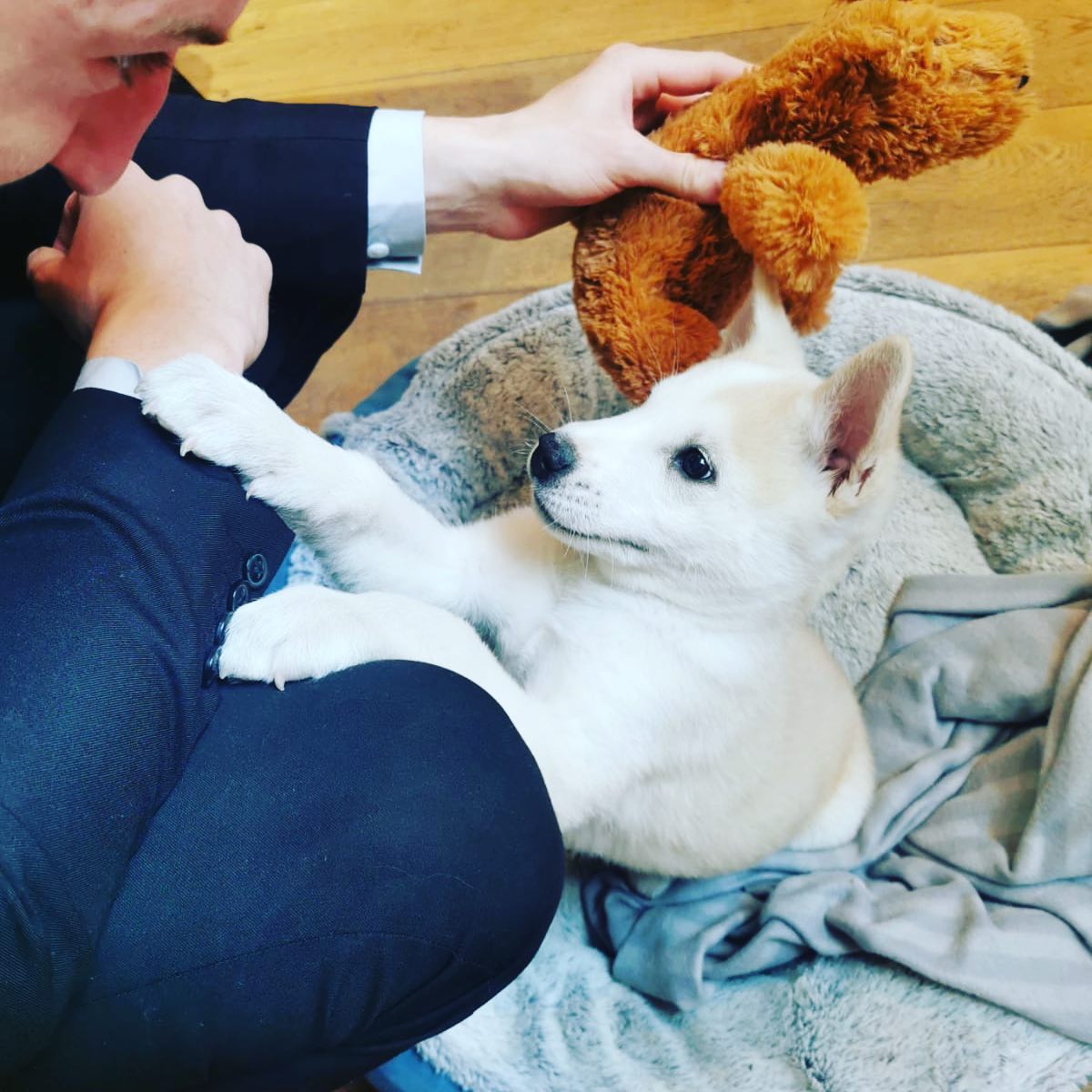 We couldn’t resist posting this pic of our office mascot, this little guy knows how to keep us all in line 😜
⚫️⭐️
⚫️⭐️
#nottingham #puppy #officedog #team #lovewhatyoudo #cute #akita #worklife #dogsofinstagram