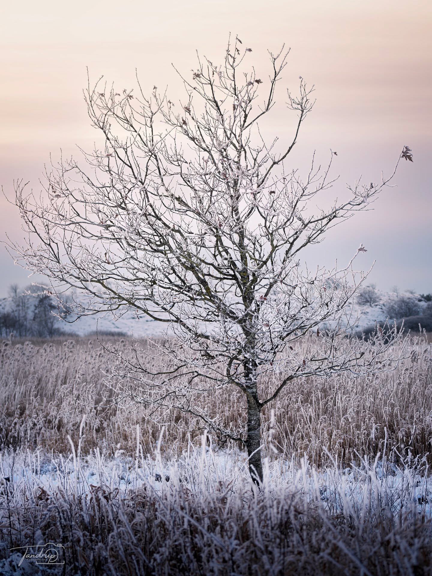 Nordisk vinter ❄️
-
-
-
#quietthechaos #tandrup_photography #danmarksnatur #wintermood #flyndersoe #naturelovers #determedihuslejen #earthfocus #dansklandskab #treesofinstagram #micheltandrup #outdoorphotography #skivekommune #frostymorning #naturephotography #total_denmark #visitdenmark #naturfoto #voresskive #winterwonderland #nordicnature #landskabsfotografi #moodygrams #scandinaviannature