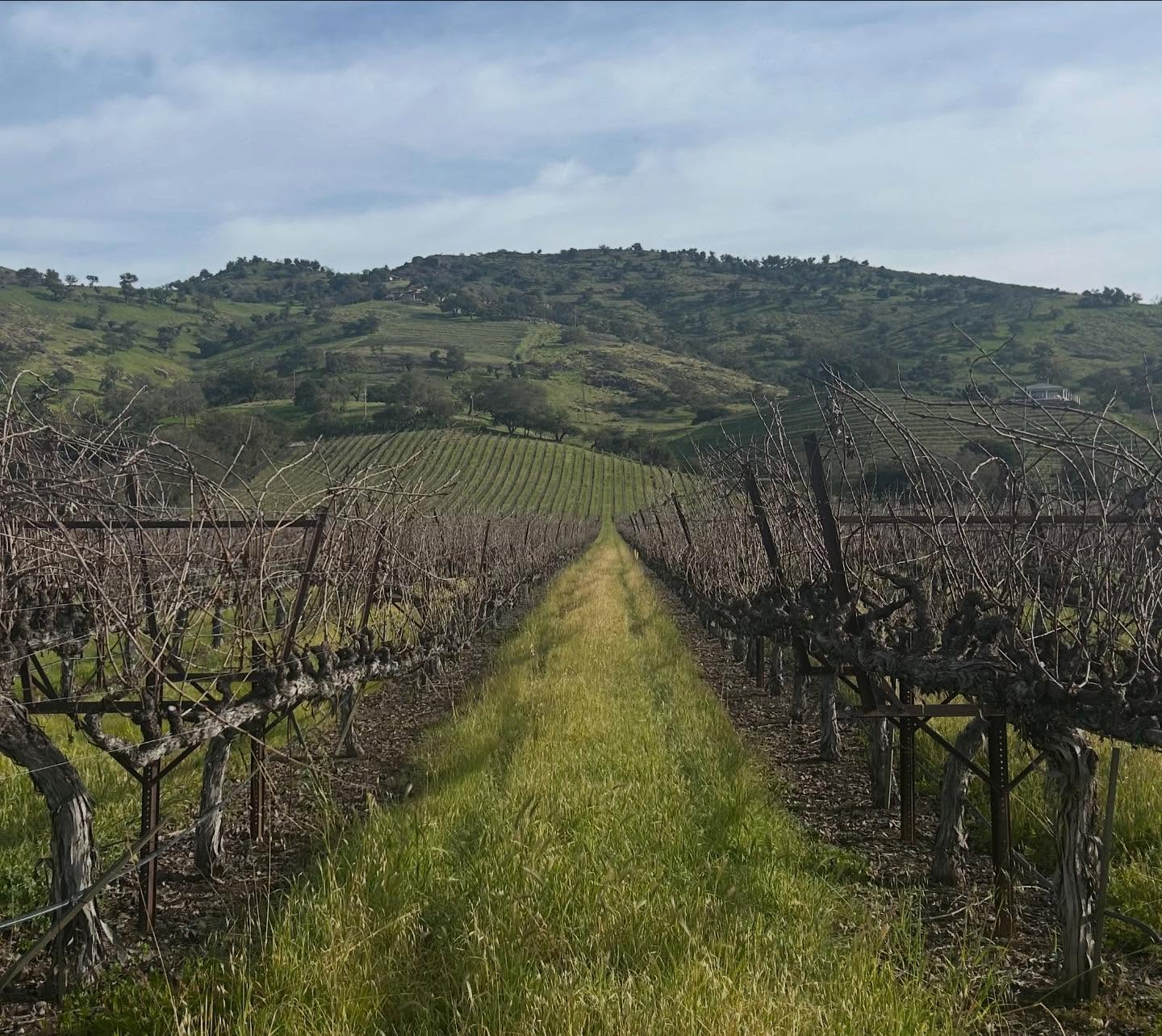 Such stunning views and beauty in this Napa Valley Region!🍇🍇🍷