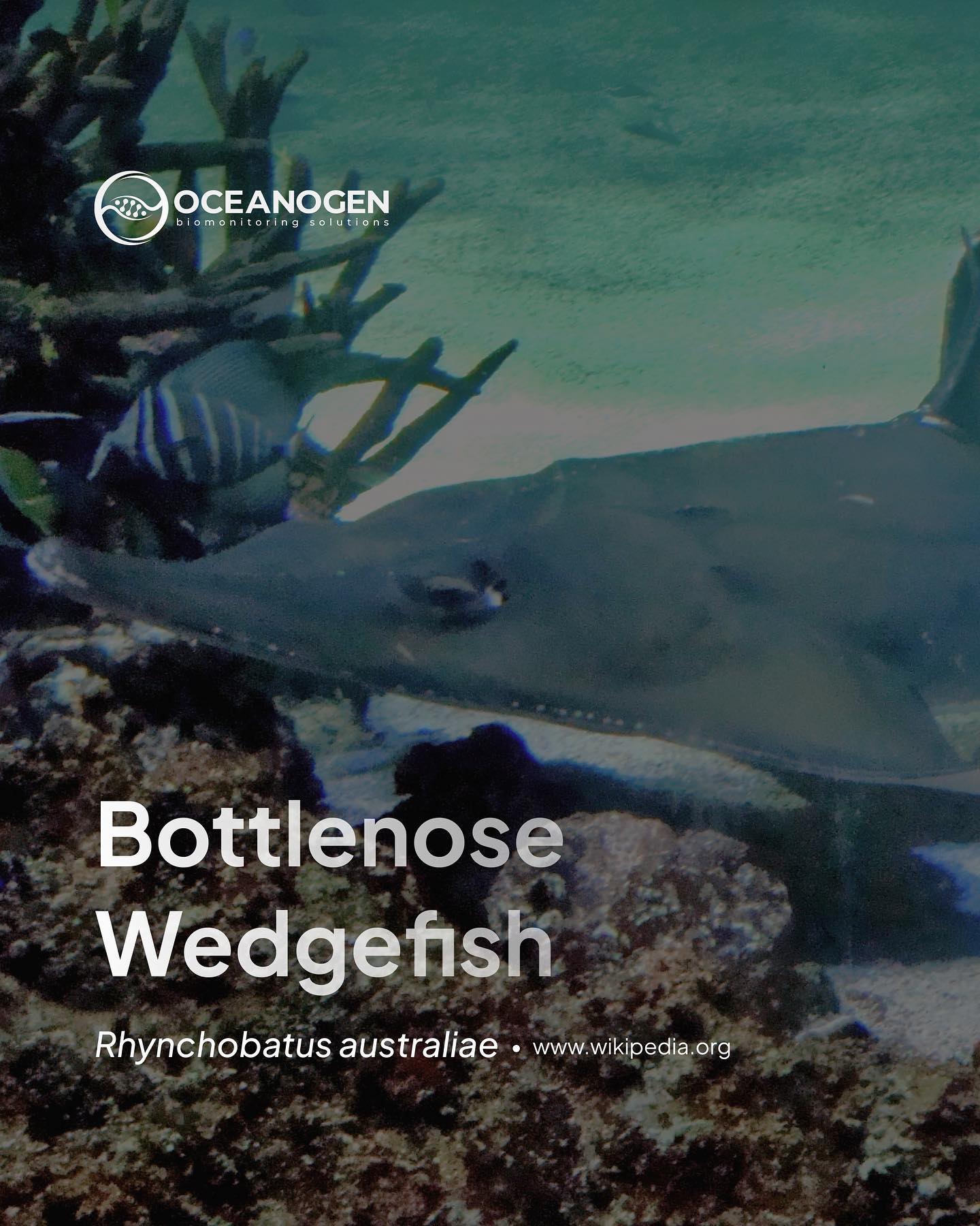 Another ray species is identified. This one is listed as Critically Endangered on Red list IUCn.
Rhynchobatus australiae, also known as the Bottlenose wedgefish, is a species of cartilaginous fish found in the West IndoPasific waters. It belongs to the family Rhinobatidae and is a relatively large species, growing up to 3 meters in length.
—
Website oceanogen.com
Email contact@oceanogen.com
Instagram @oceanogen