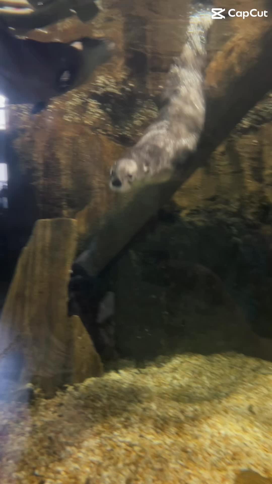 Our Otters Mac & Tuck are having a wonderful day today! You can check them out in person this Thursday- Saturday 11 AM to 4 PM with their Otter Program at 12 PM! If you are looking for a way to support our otters please check out our gofundme here: https://gofund.me/270255b04.