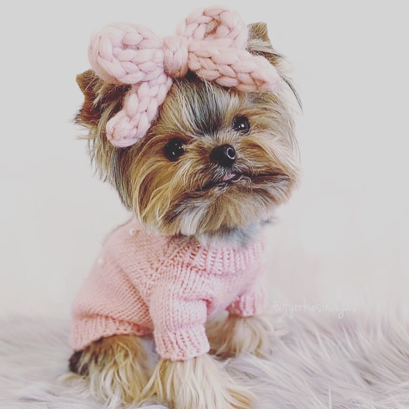 Tag someone who loves Yorkies. @ohearons_amazing_puppies @ohearons_poodles_and_doodles. @jjthedollfaceyorkie RePosted @repost4ig • Follow @yorkies.planet
Credit: @4yorkiesinvegas
.
.
.
.
#yorkidog #yorkiepoodle #yorkiestyle #yorkiesoninstagram #yorkieloves #cuteyorkie #yorkieterrier #yorkiepup #puppy_tales #yorkiegram #yorkie #dogslife #yorkiefamous #yorkielife #yorkieshire #yorkiepoodle #yorkieshire #repost4igq