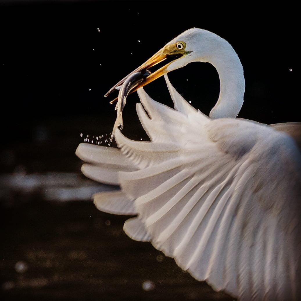 “If the sight of the blue skies fills you with joy, if a blade of grass springing up in the fields has power to move you, if the simple things of nature have a message that you understand, rejoice, for your soul is alive.”
Eleonora Duse
Great white egret
Lane Cove National Park, NSW, Australia
Nikon D500
@natgeo @awesome.earth @fantastic_earth #follow #followme #magicpict #pro_ig #photooftheday #ig_exquisite @instagram #beautiful #happy #o #love @natgeocreative #nikon #nikonaustralia #nikonasia #nature #natgeoyourshot #antipodeanadventures #colour #wildernessculture #natgeotravel #trees @australia @visitnsw #fly #bird #white #great #egret #blue #superb #water #green