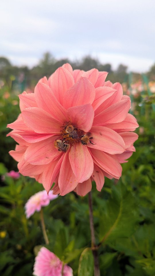 When we caught the bumblebees hosting a sleepover in one of the dahlia seedlings 🐝💚
#theuntamedgarden #dahliaseedling #bees #wildlifefriendlygardening #dahlias