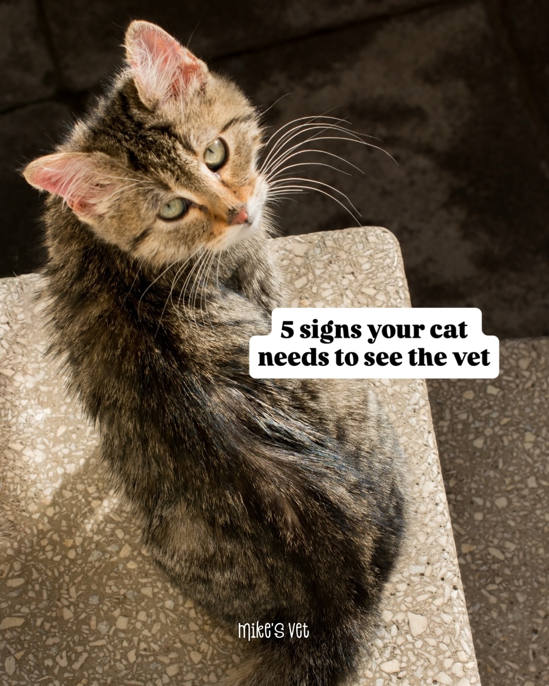 If you notice any of these changes in your cat, please have them checked by their vet.
Share this with the cat parents you know! 🐾
@mikesvetdxb
#cathealth #felinehealth #vetmed #vetmedicine