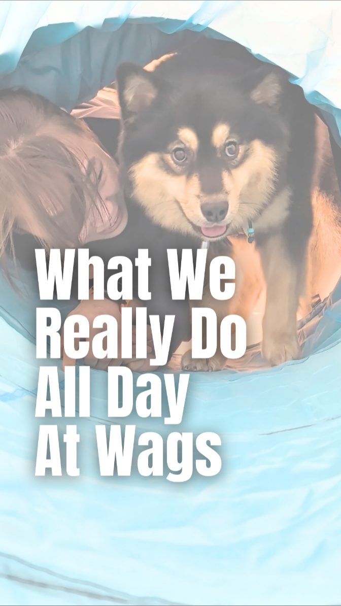 When we take "leading by example" a little too seriously. ๐
Sometimes, building a dog's confidence with new equipment means getting down on their level, literally. We donโt just ask them to be brave; we show them how itโs done. If that means crawling through a tunnel every single time, weโre all in.
Happy Furry Friday! Whoโs having more fun here? ๐โโ๏ธ or ๐ถ?
#WagsSG #FurryFridays #DogBehaviour #CanineEnrichment #ConfidenceBuilding