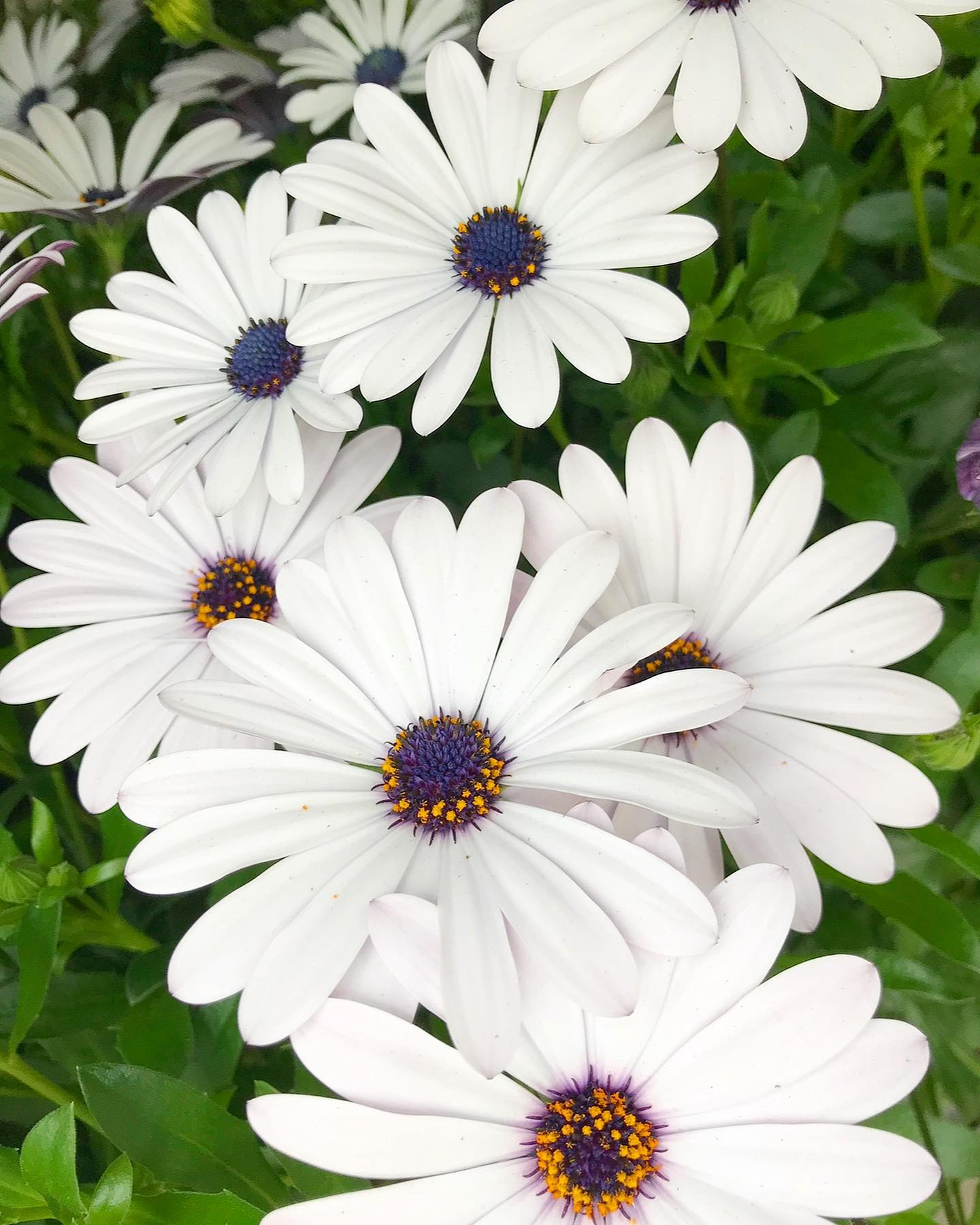 Happy first day of Spring! 🌸🌷🌱 What plants are you most excited to see blooming?