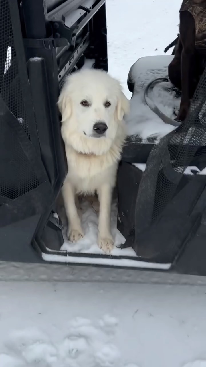 Most of our animals are officially over winter and ready for spring. Winnie, however, would like the ice and snow to remain forever. Thank you.