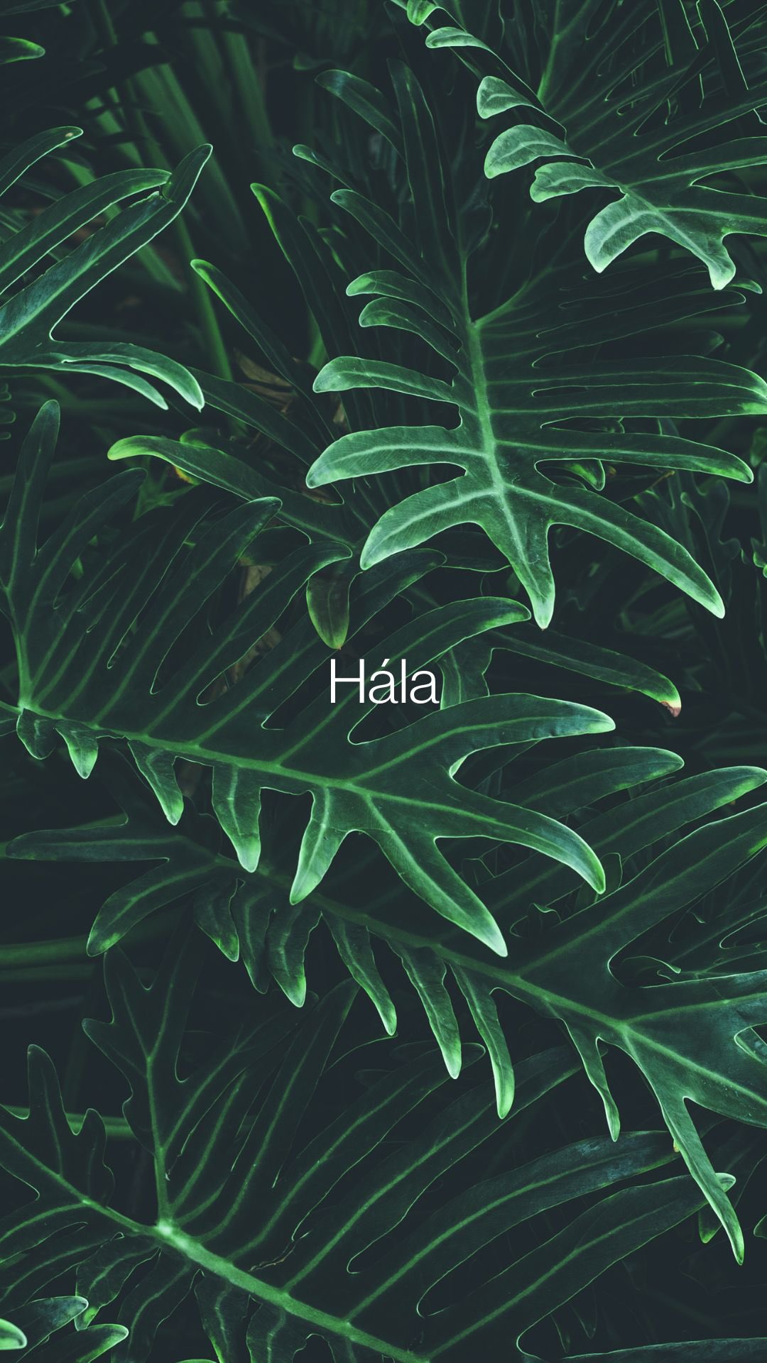 Emlékeztető magamnak és neked is: a hála elkísér, megtart és irányt mutat.🙏🏻