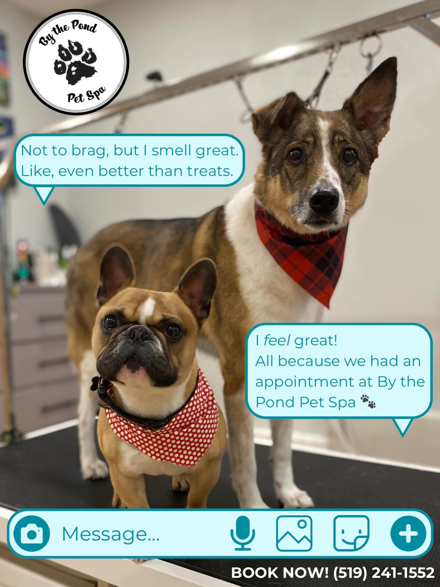 This is something you don’t want to keep to the DMs 💬
Text or call us to book your pup in for their first groom. (519) 241-1552!
#doggrooming #cambridgeontario #doggroominglife #localbusinesses #smallbusinesslove