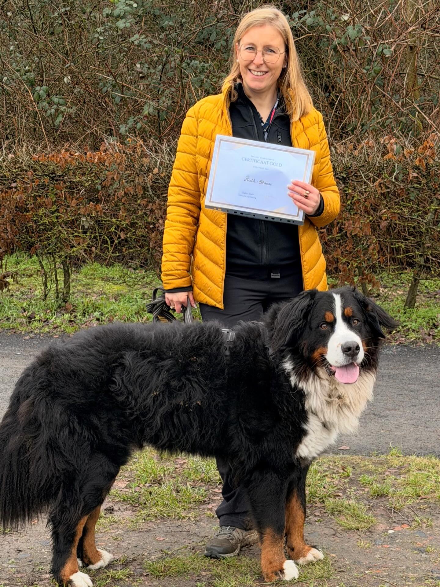 IK HAAL HEM NIET UIT DE AUTO ALLEEN! Dit was het begin van de eerste les 😊. Strauss is een krachtige Berner Sennen. Deze lieve jongen werd 2
Keer aangevallen door andere honden waardoor hij zeer angstig werd. Wandelen was dan ook heel erg moeilijk omdat hij zeer alert was en snel uitviel naar andere honden. Zo een jongen is dan ook moeilijk tegen te houden. Alleen vermijden van de prikkel is enkel tijdelijk een verbetering maar nooit een wordt dan aan de oorzaak gewerkt. Na een aantal methoden te hebben geprobeerd zijn wij samen aan de slag gegaan. Het kostte veel werk en geduld maar met groot succes. De begeleider Ruth kan nu zelf en alleen met die grote beer op stap!! Goed gedaan Ruth! 🙌👌🐾🐾
Dit is wat@Ruth schreef:
“Na twee aanvallen door een andere hond had mijn hond een enorme angst ontwikkeld voor soortgenoten. Die angst sloeg om in agressie, waardoor wandelen in het openbaar bijna onmogelijk werd. Met zijn 55kg en 4 poten was hij sterker dan ik en eerlijk gezegd durfde ik hem bij de eerste les nauwelijks uit de auto te halen.
Dankzij de rustige, doordachte aanpak van Johan, zijn duidelijke tips en praktische oefeningen, én zijn voortdurende aanmoediging voor zowel mij als mijn hond, is er een wereld van verschil gekomen. Stap voor stap kregen we weer vertrouwen en controle.
Vandaag kunnen we opnieuw ontspannen wandelen, zelfs in de buurt van andere honden. Op de foto zie je een moment uit een van de laatste lessen, iets wat ik een tijd geleden nooit voor mogelijk had gehouden. Ik ben enorm dankbaar voor de begeleiding en kan Johan van harte aanbevelen.” #reactievehond #uitvallenaandelijn #hondentraining #bernersofinstagram #hondengedragsdeskundige