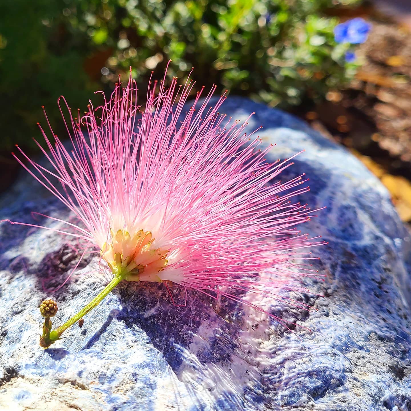 This gorgeous Pink Powder Puff 🌺 flower (Calliandria surinamensis) is being energized in the sun atop one of my favorite Sodalite rocks in my garden.
..
..
I will be using these amazingly soft whiskery flowers in my first winter batch of flower essences which will be included in future products
..
..
..
..
..
..
..
..
..
..
..
..
..
..
..
..
...
..
#NatureHealsEverything #SelfCare #TwelveStep #AlAnon #SafePersonalHygiene #Organic #SmallBatch #BuyLocal #SeasonalBrightLiving #BrightLife #Colortherapy #EmotionalWellbeing #EmotionalBalance #Aromatherapy #Crystals #Minerals #Sodalite #3rdEyeChakra #HeartChakra #FlowerEssenceTherapy #EssentialOils #Sarasota #SarasotaFlorida #SouthwestFlorida #Meditation #ActiveMeditation #CalliandriaSurinamensis #PinkPowderPuff #Whiskery