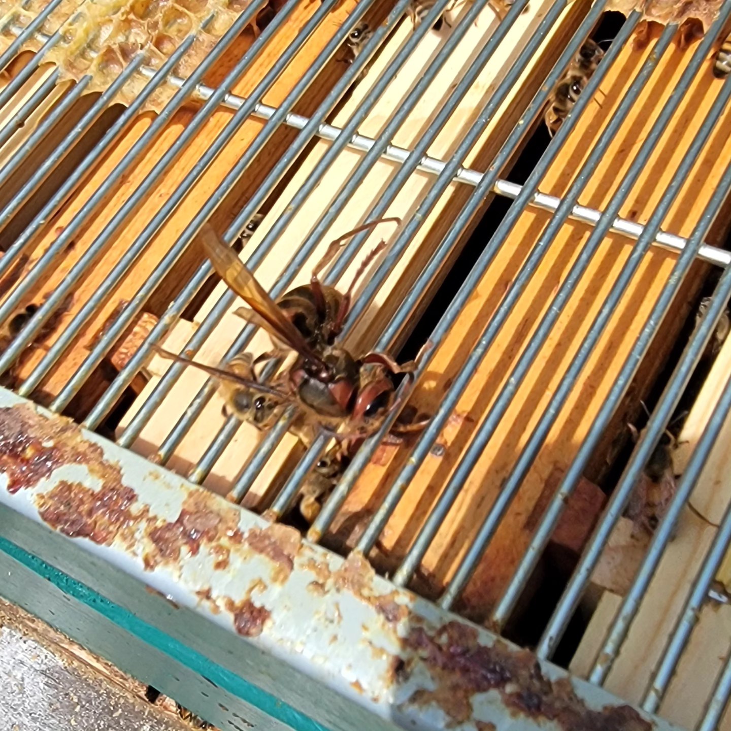 Another trespass casualty
#honeybees #beekeeping