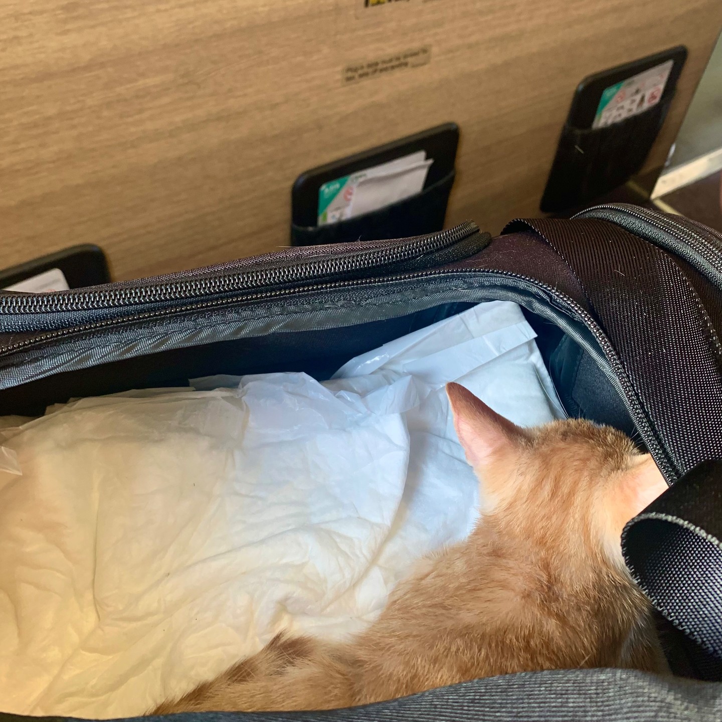 welcome Bis! special thx to @itaairways and its crew for welcoming us on board. #july23 #itaairways #fco #florence