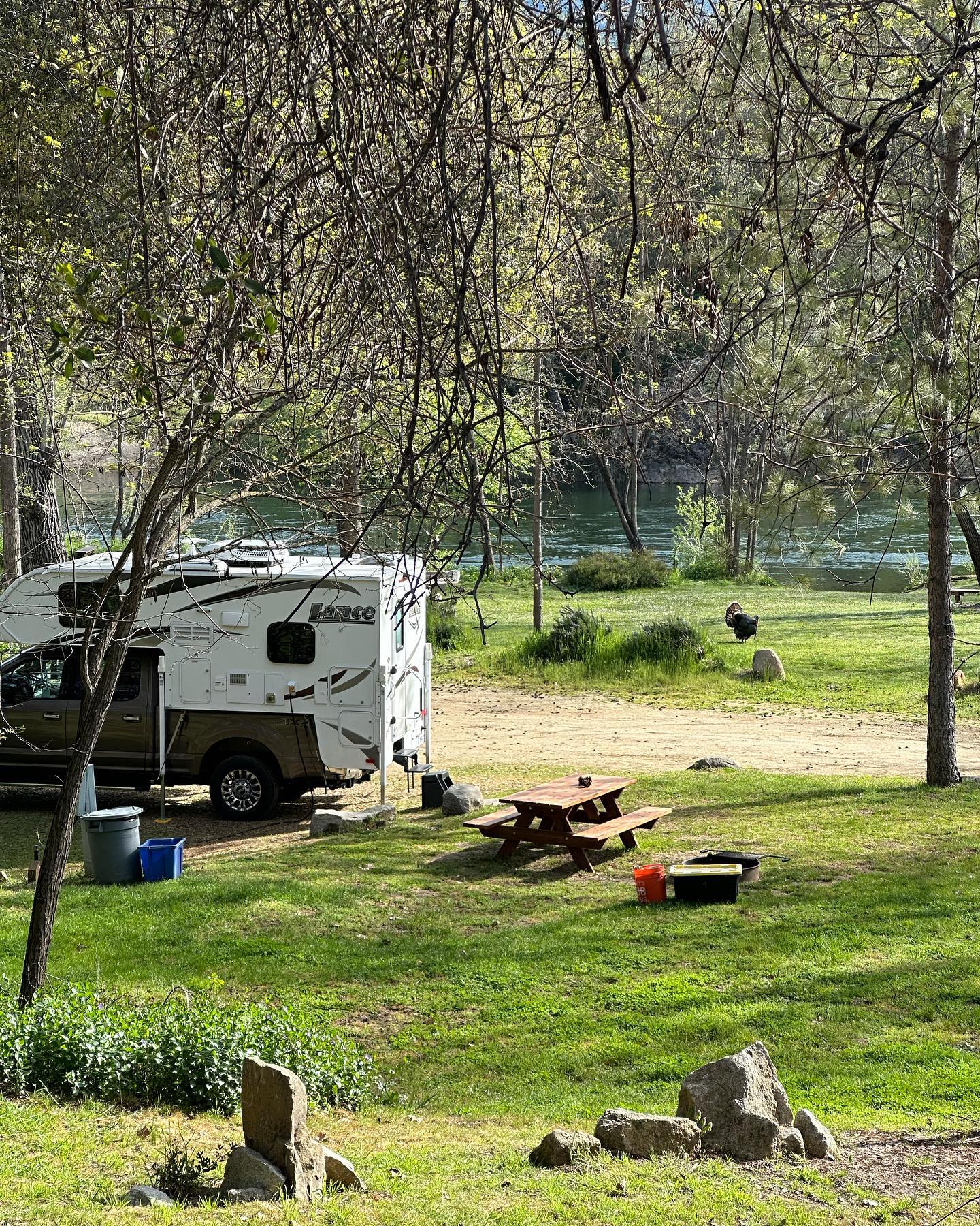 Spring weather, good flows, blue water, and lots of 🦃!
#camplotus #southforkamericanriver #campingincalifornia
