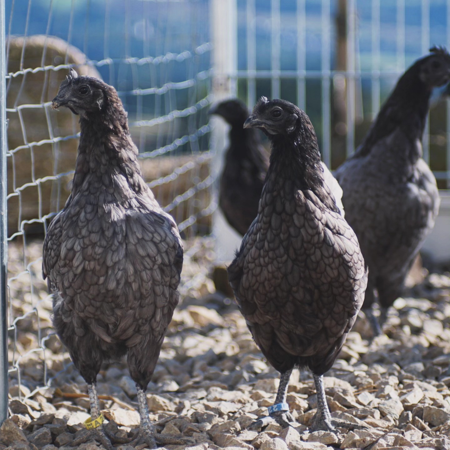 Die Ayam Cemani mit ihren wunderschönen blauen Federn. Ihr schimmerndes Blau, das im Sonnenlicht zusätzlich lebendig erstrahlt, macht sie zu einem einzigartigen Blickfang. Diese seltene Hühnerrasse ist nicht nur optisch beeindruckend, sondern auch in vielen Kulturen von mystischer Bedeutung. Ein wahres Meisterwerk der Natur! 🥰
_________________________________
Ayam Cemani
𝗙𝗮𝗿𝗯𝘀𝗰𝗵𝗹ä𝗴𝗲: Schwarz und blau
𝗩𝗲𝗿𝗳ü𝗴𝗯𝗮𝗿: Bruteier, Tagesküken & Junghennen
𝗵𝘁𝘁𝗽𝘀://𝘄𝘄𝘄.𝗯𝗿𝗼𝗵𝗼𝗹𝗺𝗲𝗿-𝘇𝘂𝗰𝗵𝘁.𝗰𝗼𝗺/𝗮𝘆𝗮𝗺-𝗰𝗲𝗺𝗮𝗻𝗶
Instagram & TikTok @huehnerwelt_rauch
Facebook @rauchs_huehnerwelt
_________________________________
#chickenkeeping #ayamcemanichicken #kükenaufzucht #ayamcemani #petlovers #ayamcemanirooster #raisingchickens #chickenfarming #ayamcemaniblue #geflügelzucht #chickenaspets #petchickens #tierwelt #hühnerglück #backyardfarming #backyardchickens #backyardfarm #kure #poulet #gallinos #pollitos #heritagepoultry #курица #piščanci #pilice #pollo #kippen #bayrischelandzwerge #kurczak #bluechicken
Liebe Grüße und alles Gute
Euer Gabriel von Rauchs Hühnerwelt