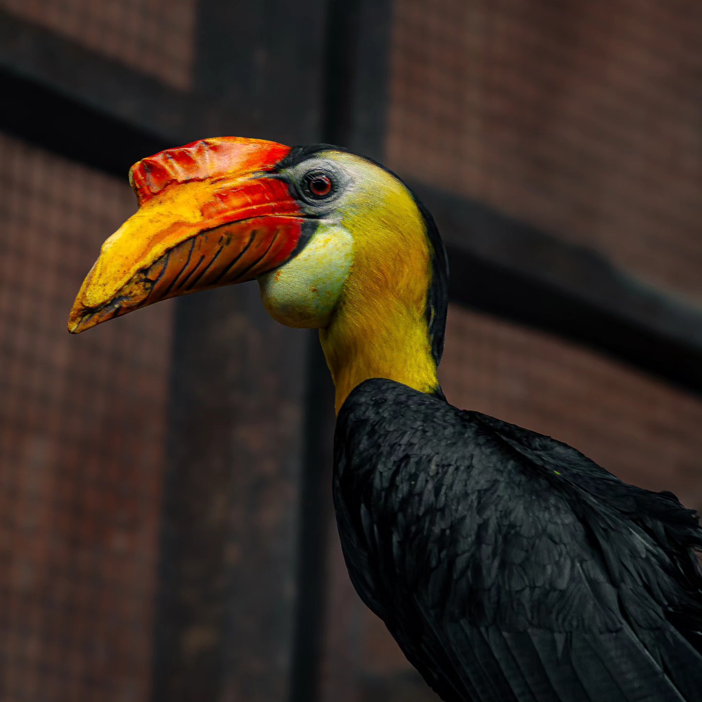 The most majestic Great Hornbill at Chester Zoo ๐
#chesterzoo #chesterzoosnaps