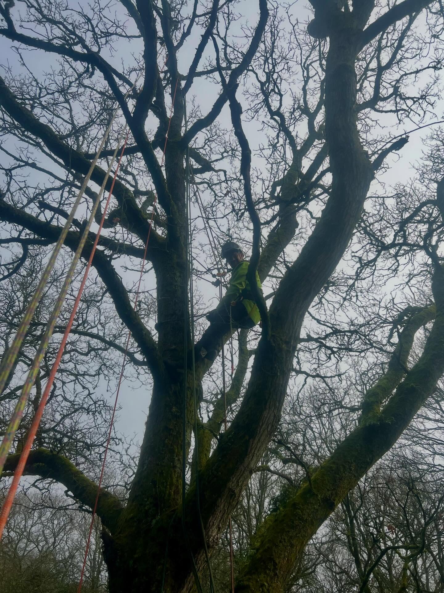 #treeclimbingandaerialrescue #refresher today #hampshire #surrey border #training