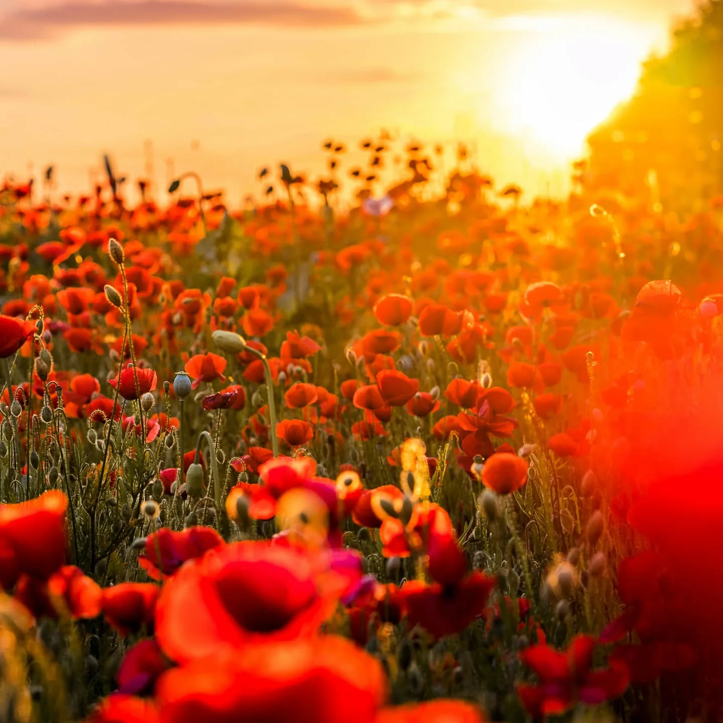 À l’occasion du jour du Souvenir, nous rendons hommage à ceux qui ont donné leur vie pour notre pays.
On Remembrance Day we honour those who gave their lives to serve our country.