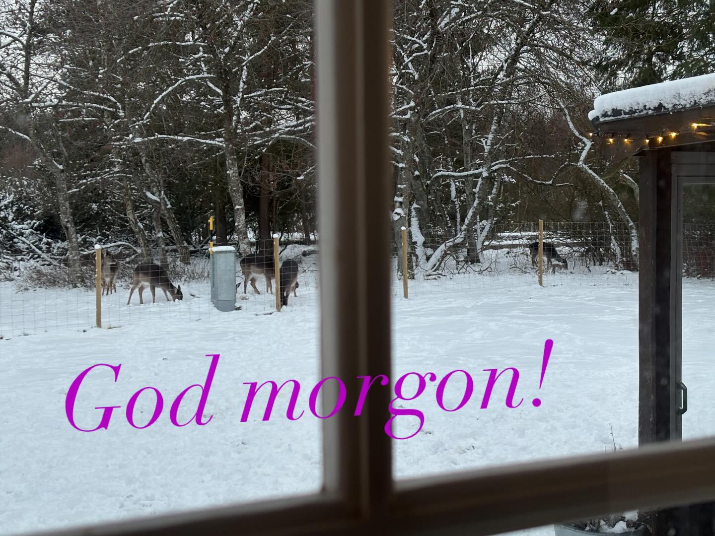 Jag säger ofta att jag lever min dröm. Att jag bor på en otroligt vacker plats. Att jag ser djur dagligen. Att de står utanför mitt fönster. Denna bilden är tagen ca 8.30. God morgon världen! #teamolsen #teamolsenforthewin #levadrömmen #godmorgon #vildadjur