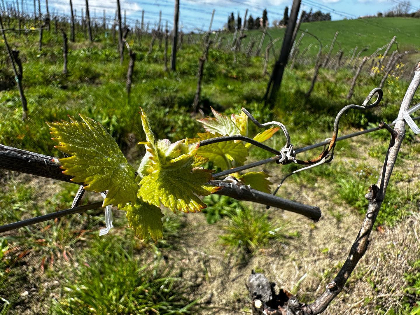 E anche questo 2023 sta iniziando #maremmatoscana #sangiovese #toscana #viticoltura