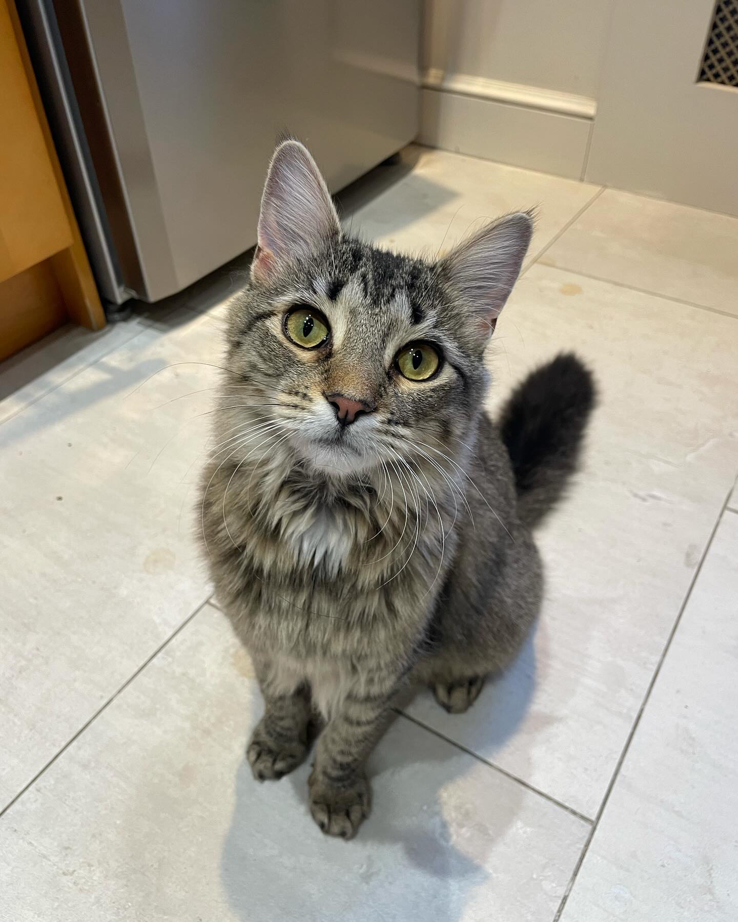 Had the pleasure of watching Oksana! She’s also available to be adopted through @goodhomepetadoptions !!