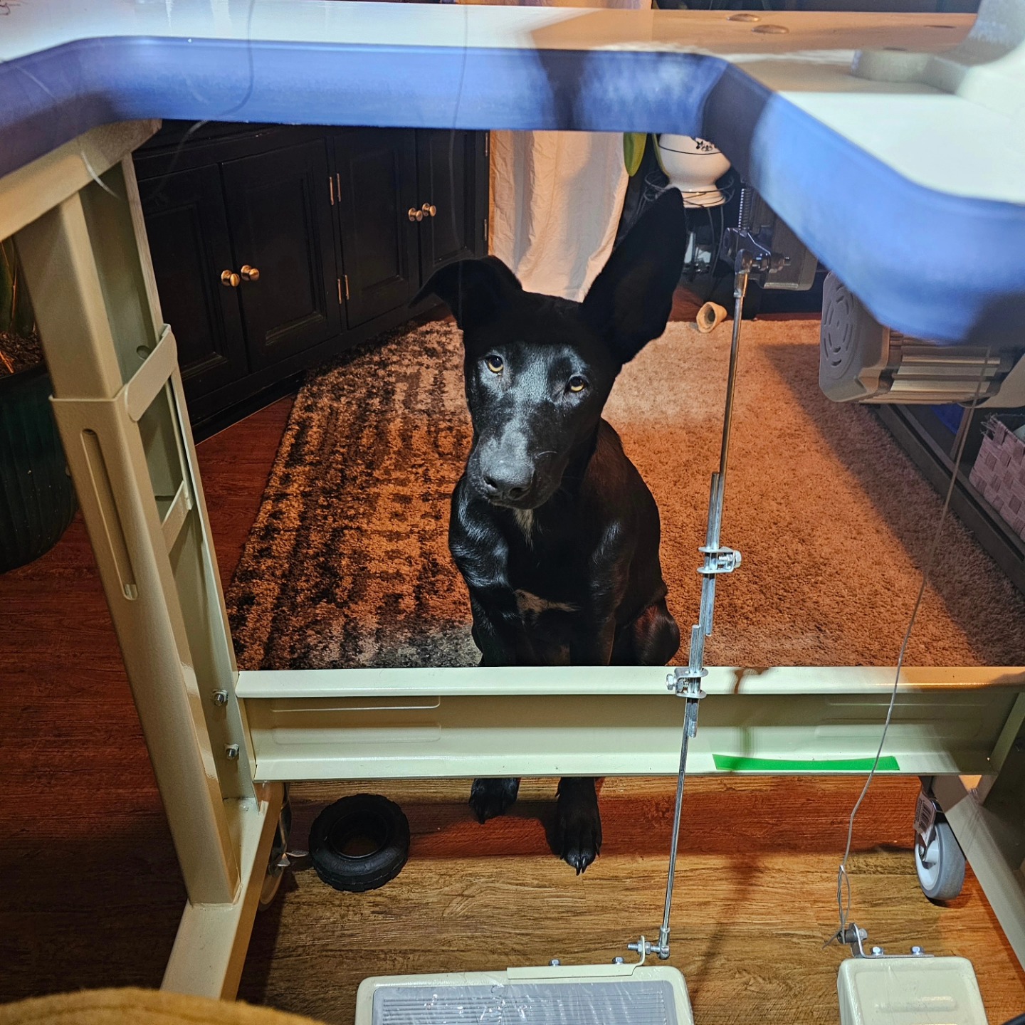 When you are working on a project and your dog is waiting for you to be done.