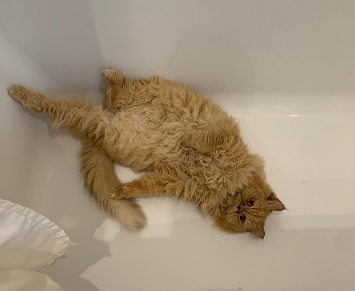 Armani the bath king🤗. Who new a cat would be so comfortable in a tub. Apparently it must be obvious he is about to steal my heart. It would seem I design bathrooms for a cat to enjoy too! ❤️❤️#bathtub #bathtubselfie #bathtubgoals #bathtubphotoshoot #catlife #catsofinstagram #parisontario #notthatparis
