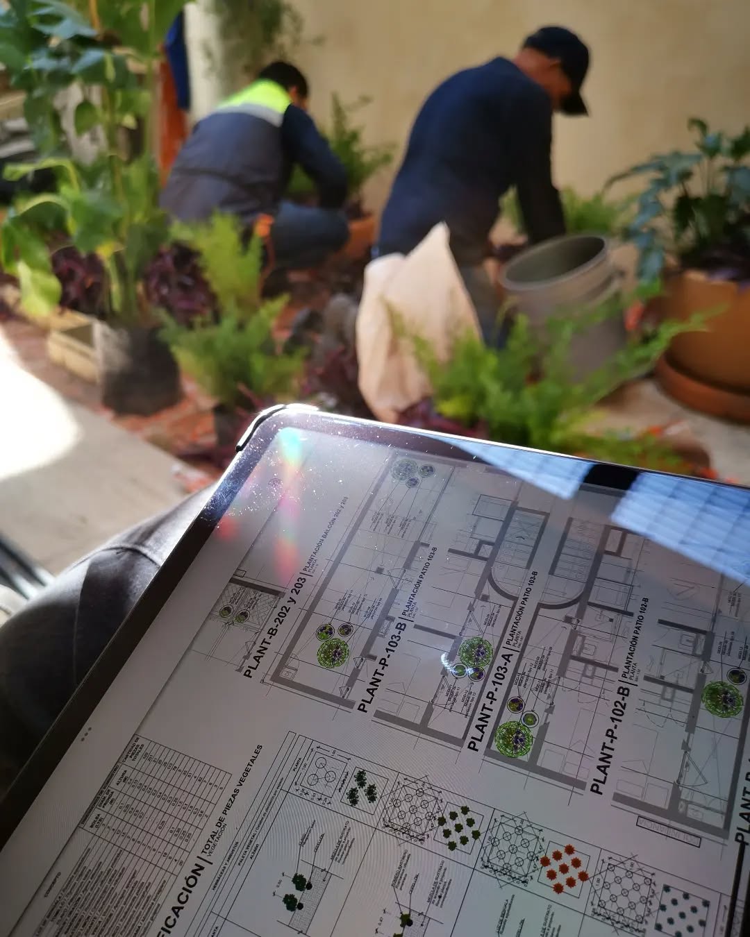 Plantación en Mariano Azuela, Santa María la Ribera. ¡¡Gran colaboración con @colectivomp2!!
Gracias por invitarnos :)
Arquitectura: @bloqe.arquitectura
.
.
.
#landarch #arquitecturadepaisaje #plantlover
