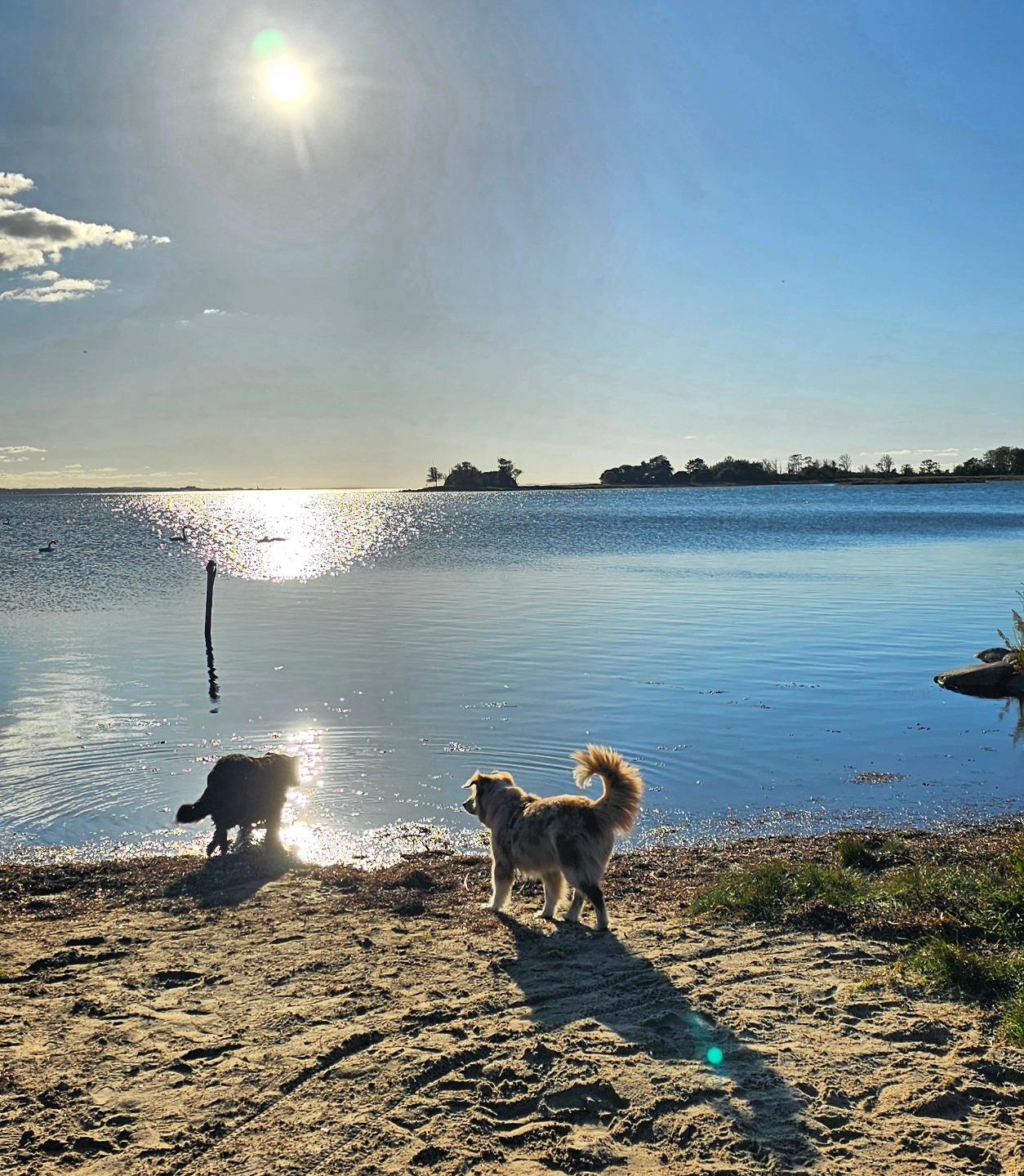 Spätsommer Gefühle beglücken uns hier auf Fehmarn während unseres Spaziergangs vom Haus im Felde nach Lemkenhafen.
Late summer vibes on the island Fehmarn make us happy during our walk from the 'Haus im Felde' to Lemkenhafen.
#hausimfelde
#Fehmarn
#Ferienwohnungen
#sonneninselfehmsrn
#Albertsdorf
#Ostsee
#ferienappartements
#Hundespaziergang
#luetten
#spaetsommer
#holidayappartement
#balticsea
#walkthedog
#hundeliebe
#kite
#wingfoil
#windsurfen
#radfahren