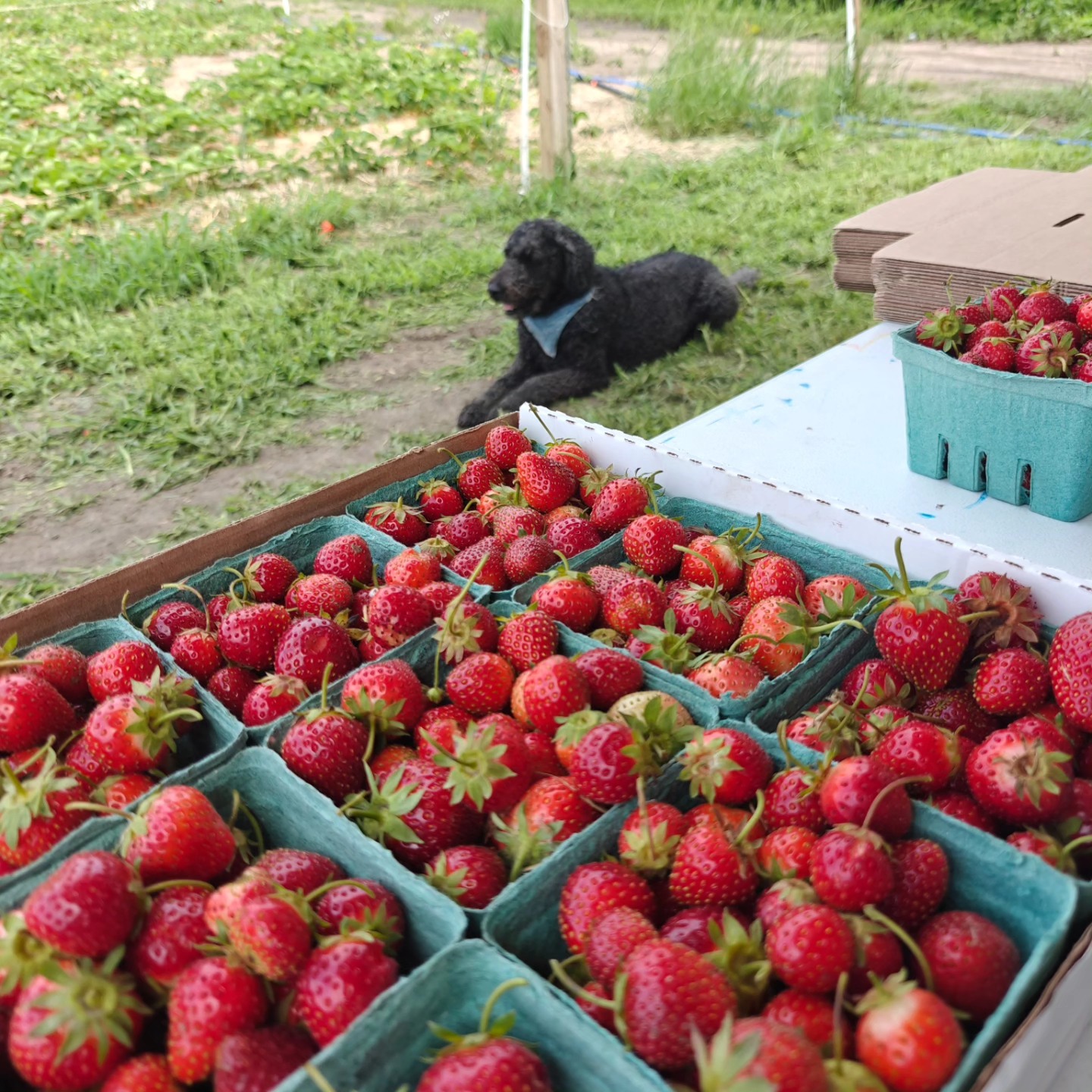 We also have pre-pick berries available!๐๐ Our trusty farm dog is watching over them for you.
If you want berries but are not sure if you can come pick them up, rally your neighbors/neighborhood to get there orders in, and we may be willing to bring them to you (oceans away๐....we're not that great at swimming) ๐Lexington area ...cool. ๐Marlette....sweet.๐Sandusky....yeah.
๐จ๏ธ๐Message us and let's get something set up! ๐๐จ๏ธ
