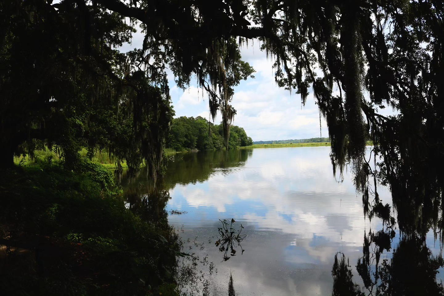 "Nature and Rice"
#naturephotography #photo #photography #photooftheday #nature #water